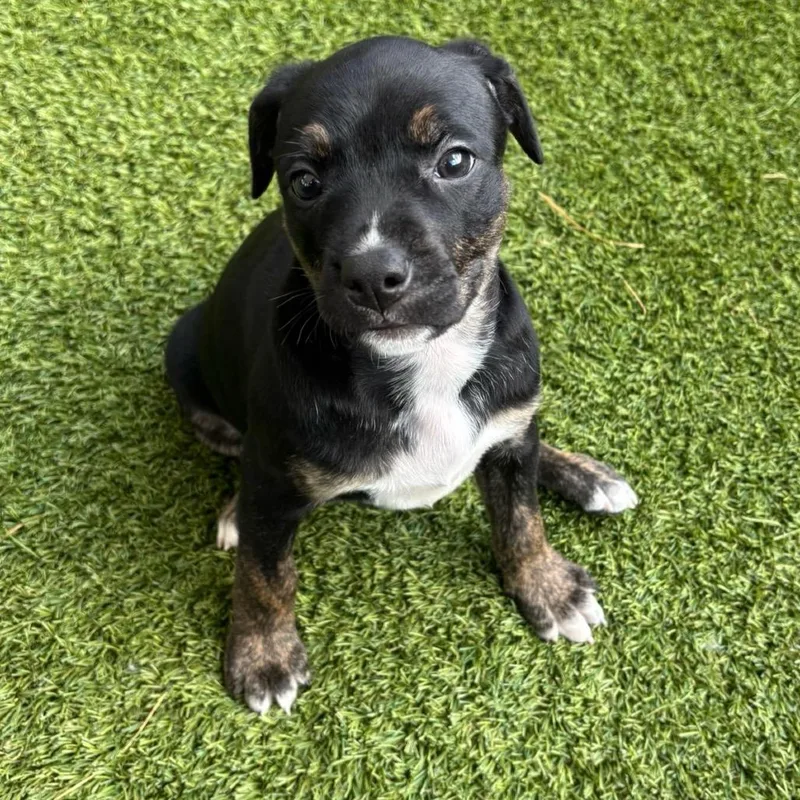 A baby medium-sized female Brown / Chocolate Terrier dog named Elfin for adoption in LOXAHATCHEE, FL