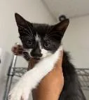 A baby small-sized female Domestic Short Hair cat named Mordue for adoption in Washington, DC