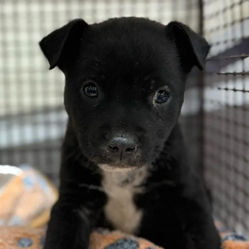A baby small-sized male Black American Staffordshire Terrier dog named Butterball for adoption in San Antonio, TX