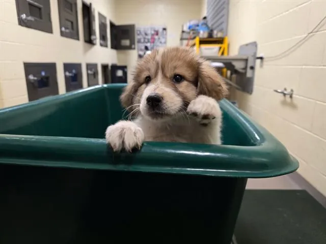 A baby small-sized female Anatolian Shepherd dog named Sandwiches for adoption in Denver, CO