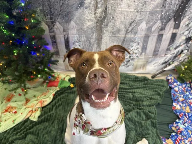 An adult large-sized male Pit Bull Terrier dog named Lucky for adoption in Indianapolis, IN