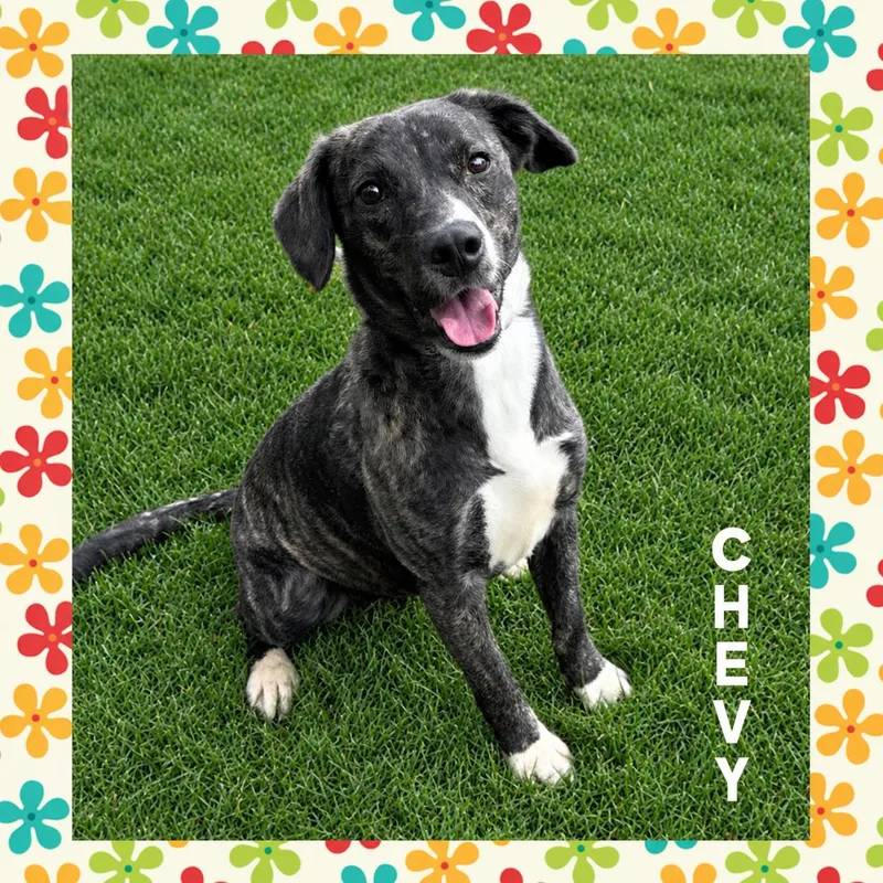 A young medium-sized female Labrador Retriever dog named Chevy for adoption in Mokena, IL