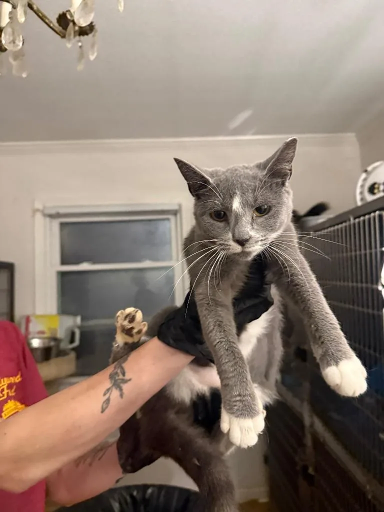 A baby large-sized female Domestic Short Hair cat named Willard for adoption in warrenville, SC