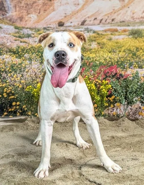 A young medium-sized female Pit Bull Terrier dog named Page for adoption in Riverside, CA