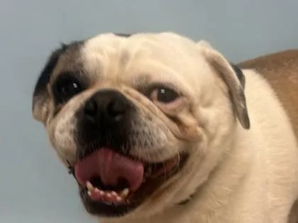 An adult small-sized male Pug dog named Max for adoption in Woodbury, MN
