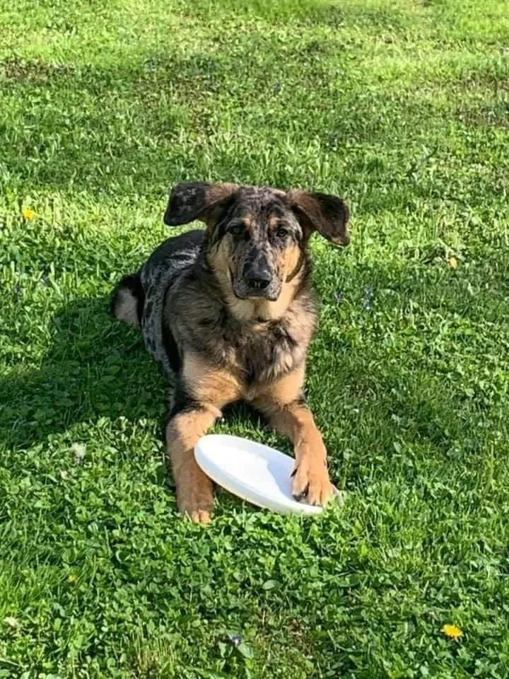 Mister Bean thumbnail 3