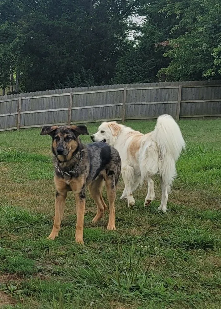 Mister Bean thumbnail 4