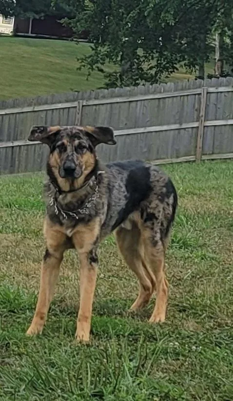 Mister Bean thumbnail 5