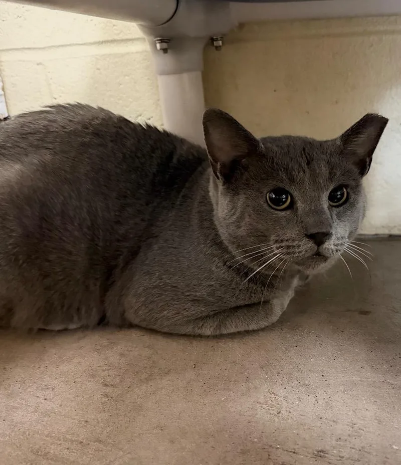 An adult medium-sized male Domestic Short Hair cat named Copic for adoption in Cincinnati, OH