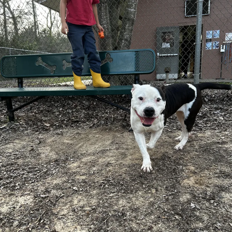 Dexter Coming Soon To thumbnail 2