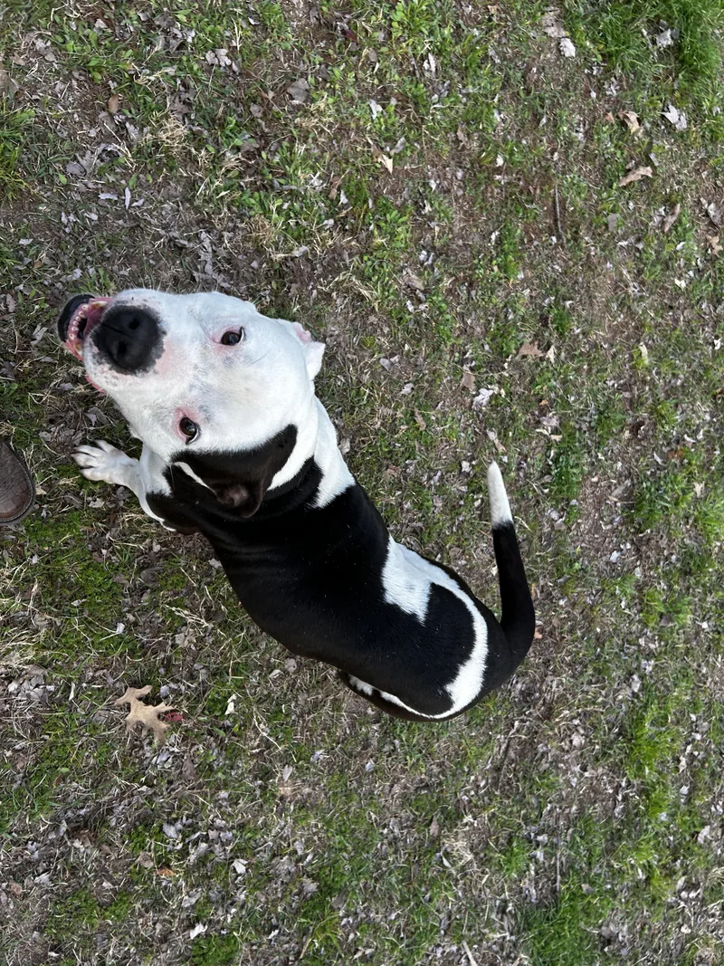 Dexter Coming Soon To thumbnail 3