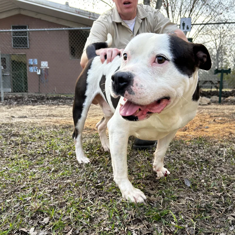 Dexter Coming Soon To