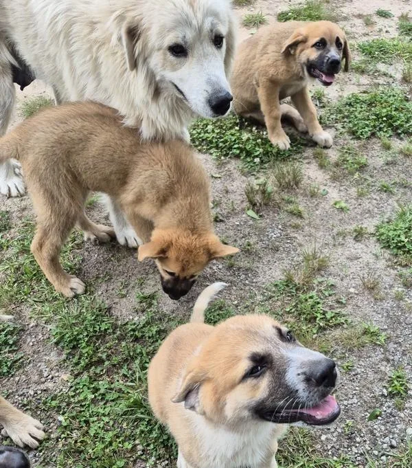 An adult small-sized female Great Pyrenees dog named Vc Merida for adoption in Lawrenceville, GA
