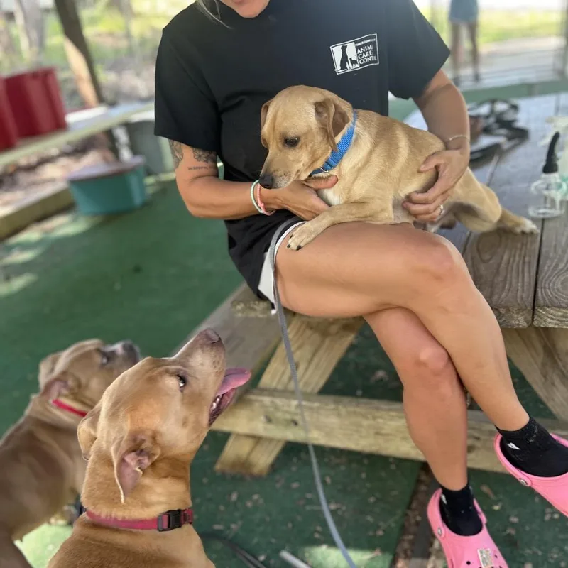 An adult small-sized male Yellow / Tan / Blond / Fawn Mixed Breed dog named Churro for adoption in Alexandria, VA