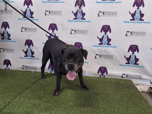 An adult extra large-sized female Cane Corso dog named Marshmellow for adoption in Orlando, FL