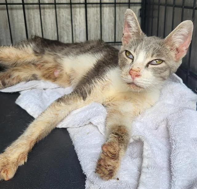 A young small-sized female Domestic Short Hair cat named Saturn for adoption in San Antonio, TX