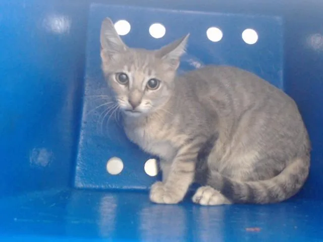 A baby small-sized female Domestic Short Hair cat named Delphi for adoption in Orlando, FL