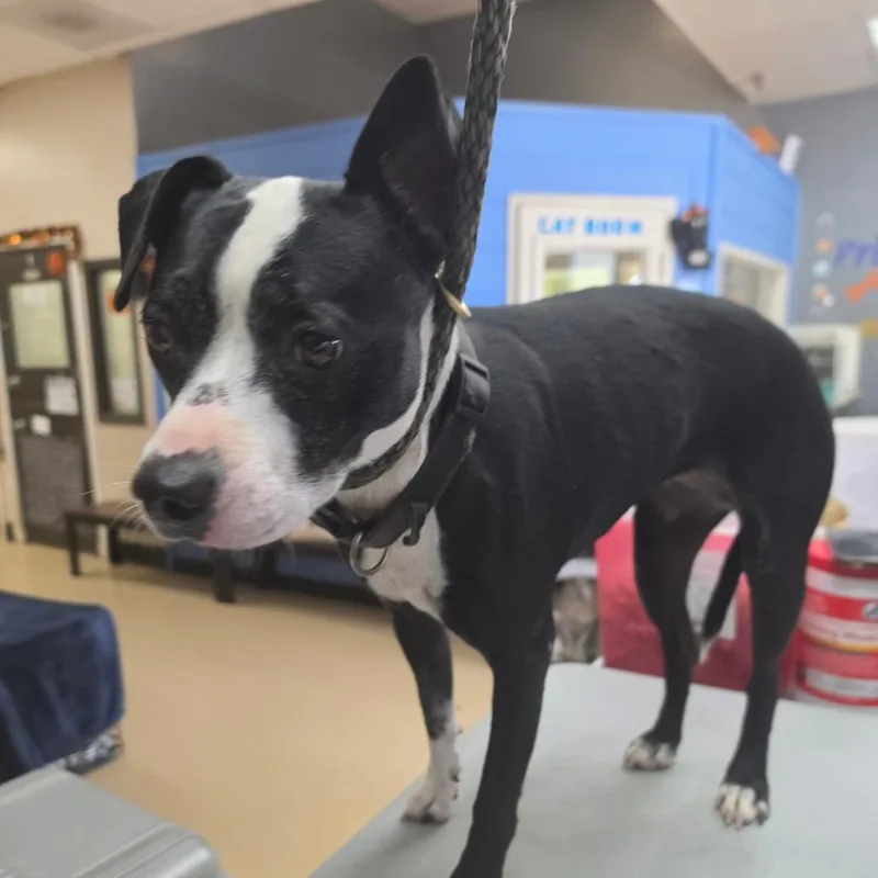 An adult medium-sized female Black Boston Terrier dog named Angelica Chino Hills for adoption in Chino Hills, CA