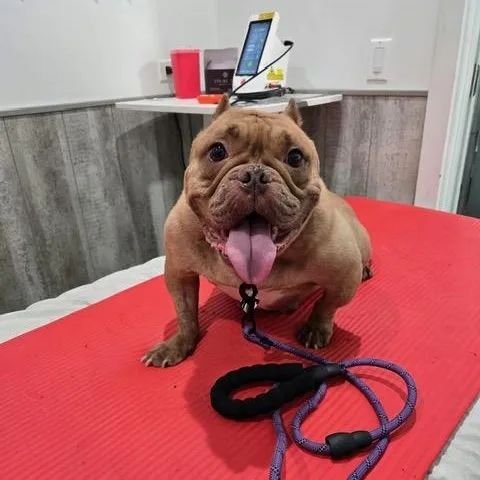 An adult medium-sized female Bulldog dog named Betty Jo for adoption in Chicago, IL