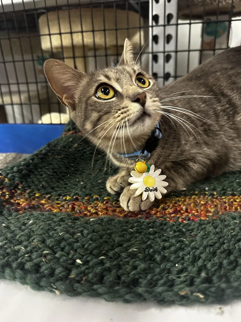 A young small-sized female Tabby (Gray / Blue / Silver) Domestic Short Hair cat named Daisy Kuykendahl Petsmart for adoption in Spring, TX