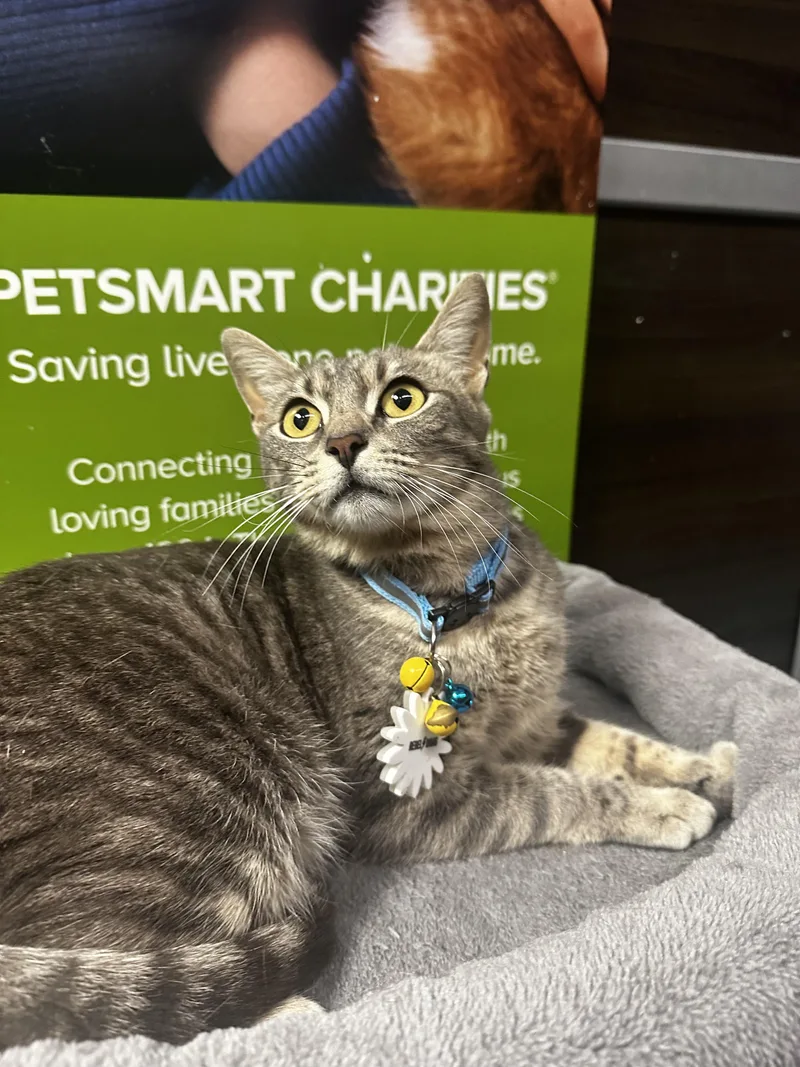 Daisy  Kuykendahl Petsmart thumbnail 2