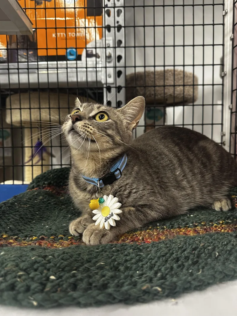 Daisy  Kuykendahl Petsmart thumbnail 3