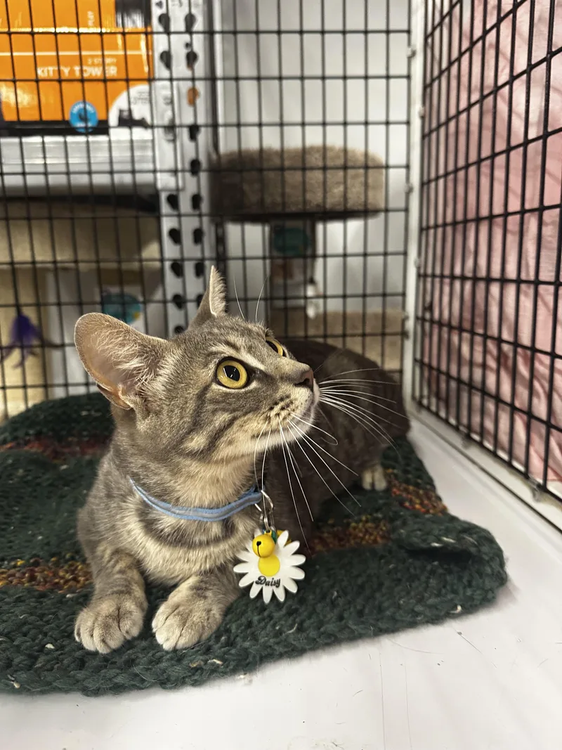 Daisy  Kuykendahl Petsmart thumbnail 4