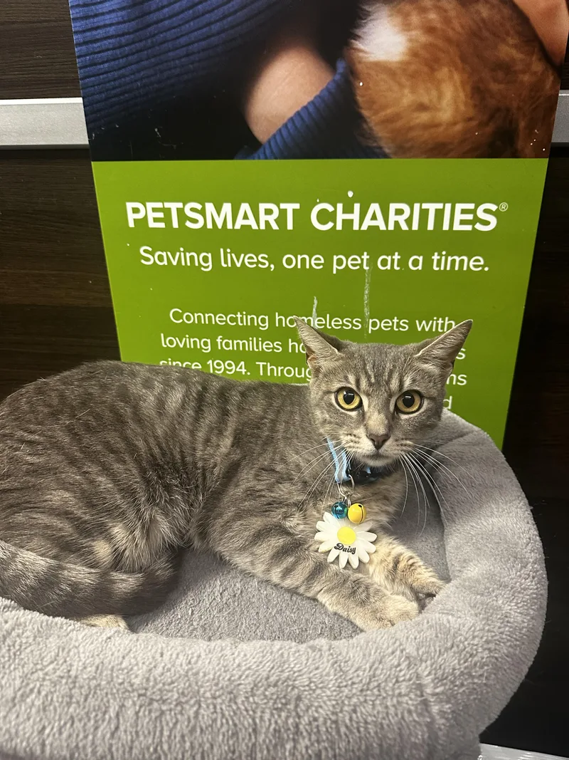 Daisy  Kuykendahl Petsmart thumbnail 5