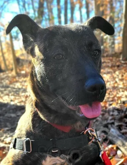 Hennessy thumbnail 3