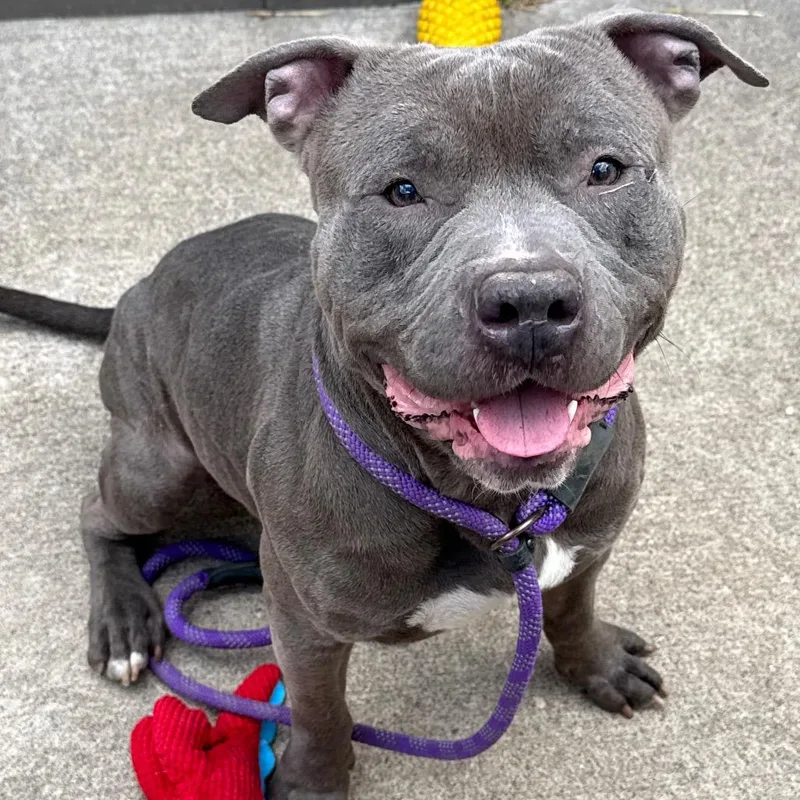 A young large-sized male Gray / Blue / Silver Mixed Breed dog named Cullen for adoption in Wheeling, IL