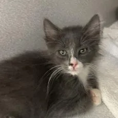A baby medium-sized male Gray & White Domestic Long Hair cat named Fox for adoption in Red Bluff, CA