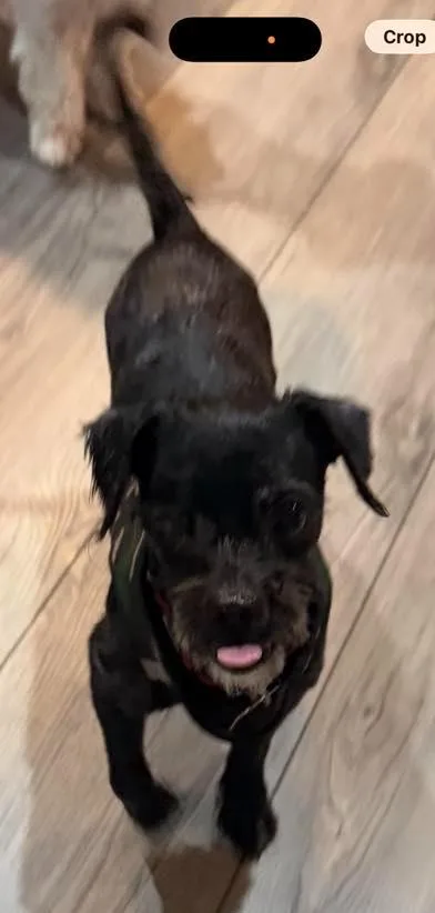 A senior small-sized male Terrier dog named Diego for adoption in Huntington, NY