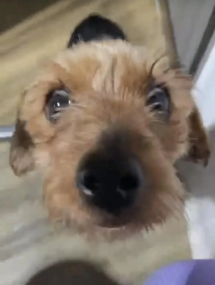 A young small-sized female Yorkshire Terrier dog named Yorkie for adoption in Washington, DC