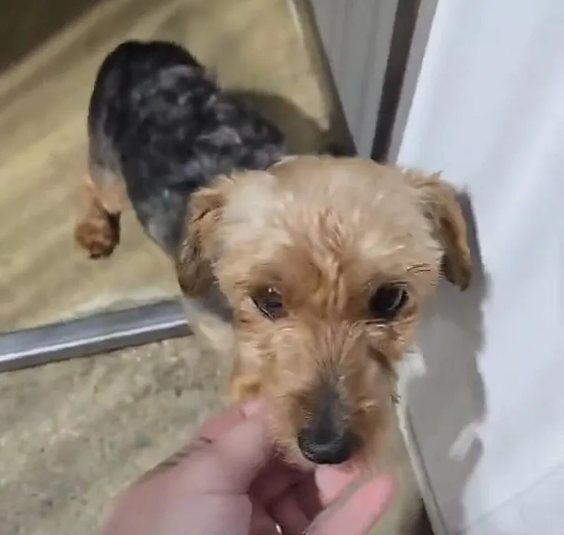 Yorkie thumbnail 2
