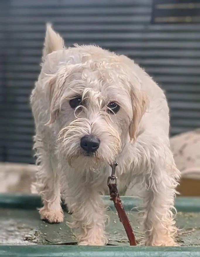 A baby small-sized male Maltese dog named Milo for adoption in San Diego, CA