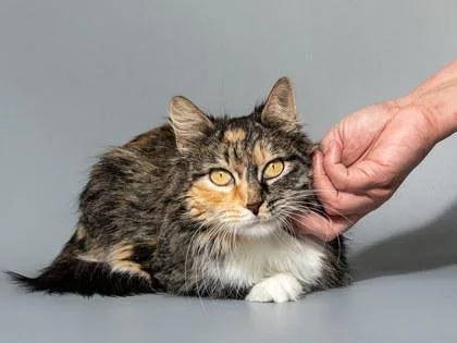 An adult medium-sized female Domestic Medium Hair cat named Yogurt for adoption in Longmont, CO