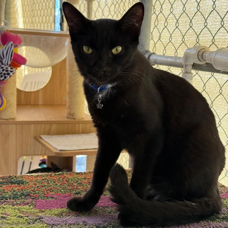 An adult small-sized male Black Domestic Short Hair cat named Scrappy for adoption in Desert Hot Springs, CA