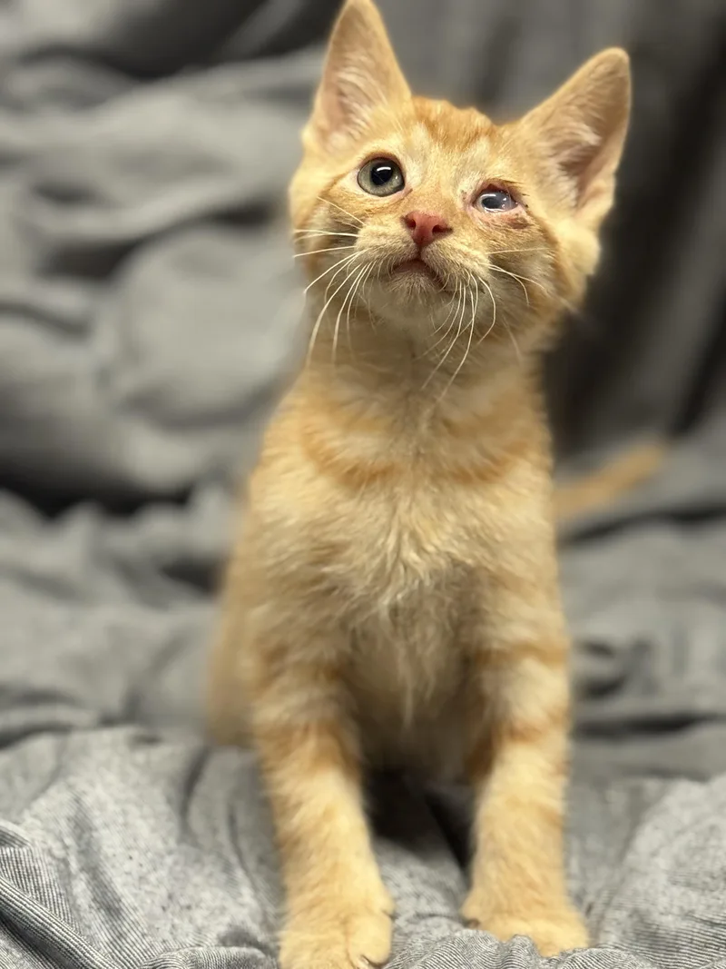 A baby medium-sized male Orange / Red Domestic Short Hair cat named Ispy for adoption in Fredericksburg, VA