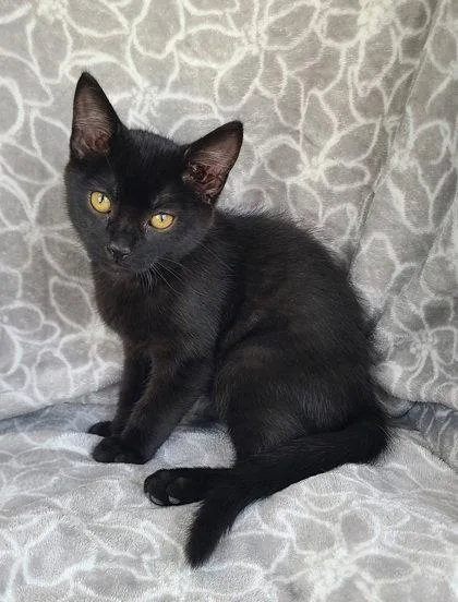 A baby medium-sized male Black Domestic Short Hair cat named 7163 (Harris) for adoption in Lake City, MI