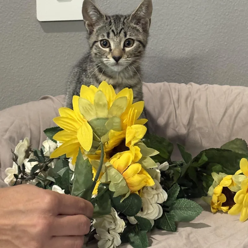 A baby small-sized male Domestic Short Hair cat named Devil Dog for adoption in Palm City, FL