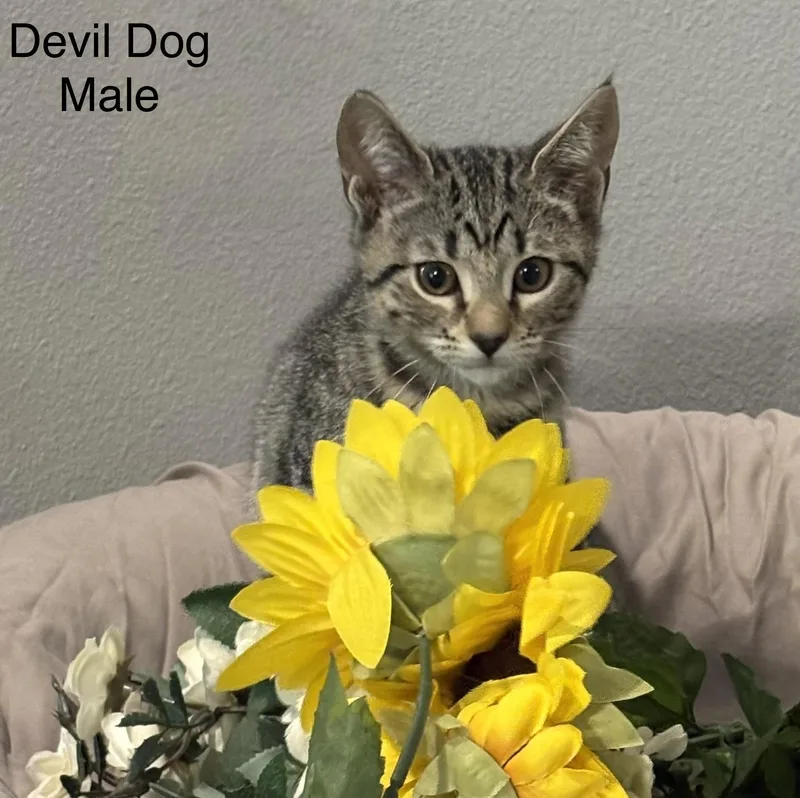 Devil Dog thumbnail 3