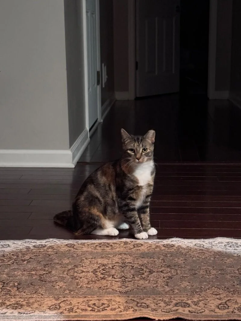 Feral Torbi thumbnail 2