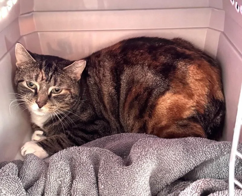 Feral Torbi thumbnail 3