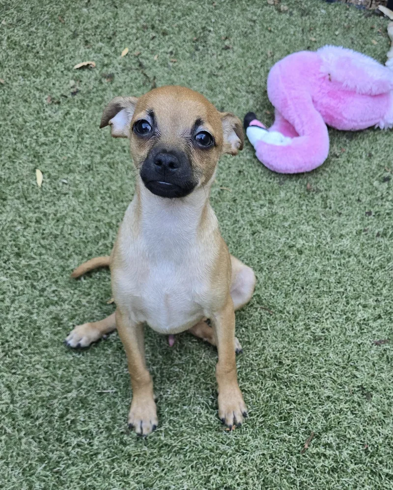 A baby small-sized female Pug dog named Dunkin for adoption in Apache Junction, AZ