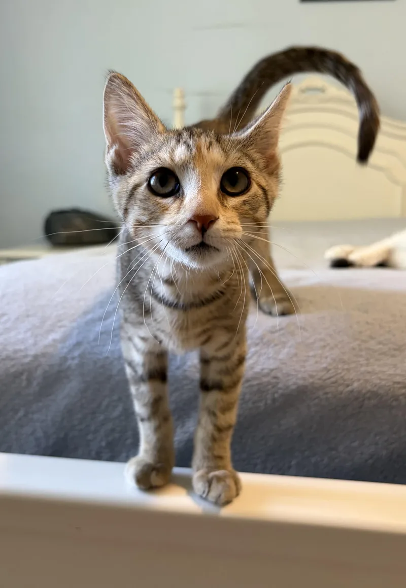 Louisa