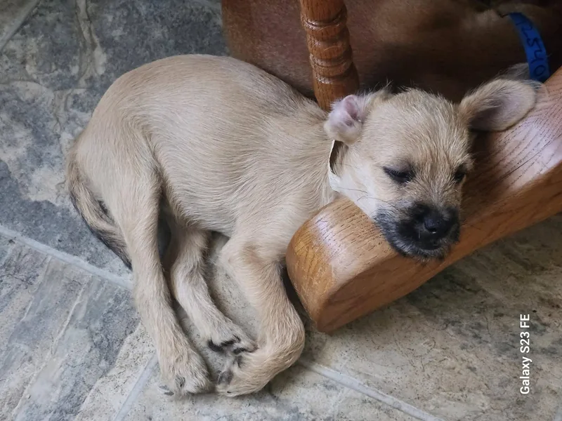 A baby small-sized female Wirehaired Terrier dog named Mabel for adoption in Elk Grove, CA