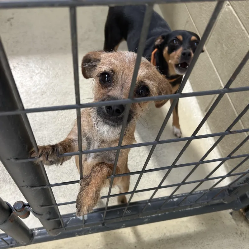 An adult small-sized female Black Miniature Pinscher dog named Roxi for adoption in Clarksville, VA