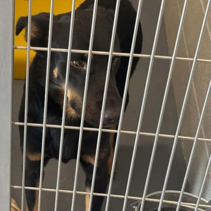 An adult medium-sized male Shepherd dog named Pixel for adoption in Kingman, AZ