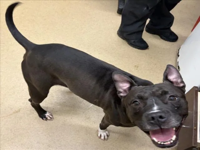 An adult medium-sized female Pit Bull Terrier dog named Sarah Jessica Barker for adoption in Derwood, MD