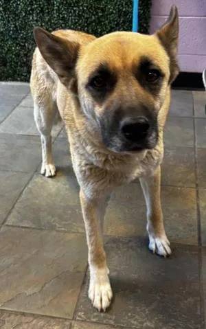 An adult large-sized female Yellow / Tan / Blond / Fawn Shepherd dog named 61005670 for adoption in El Paso, TX